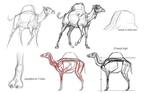 Concept Design Academy Animal Anatomy With Jonathan Kuo Animal