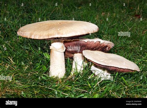 Agaricus Arvensis Horse Mushroom Is Associated With Nutrient Rich