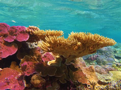Corals Can Adapt To Our Changing Environment Coral Reef Alliance