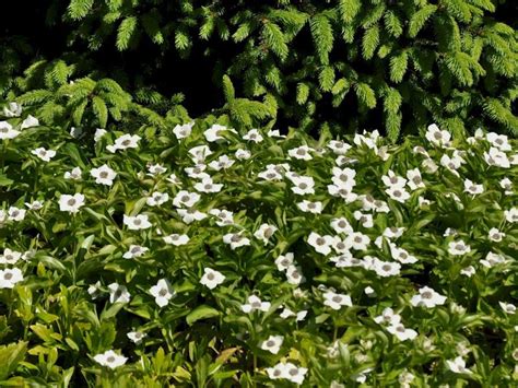 Oder sie reservieren sich ihre. Teppich Hartriegel - Cornus canadensis günstig online ...