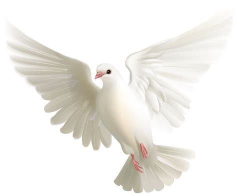 Flying White Pigeon Png Picture Png Mart