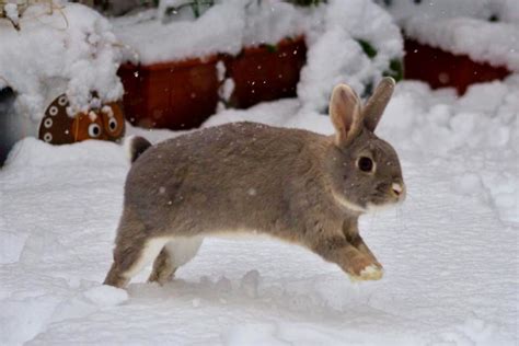 Bunny In The Snow Bunnies And Other Small Animals