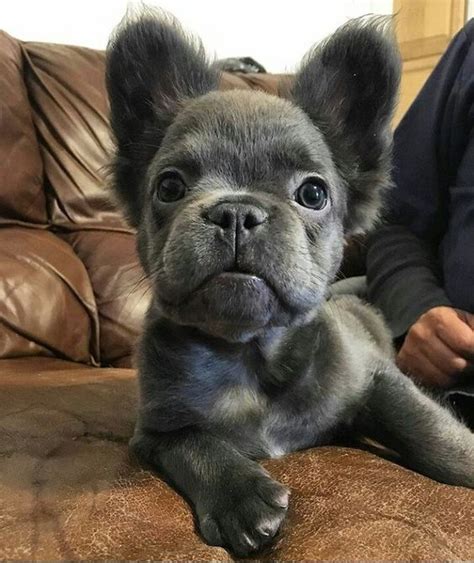 He has an amazing blue coat and gorgeous eyes, therefore he will melt everyone he this adorable akc french bulldog puppy would make a great addition to your family! Mini French Bulldog- Meet a big dog in a tiny body ...