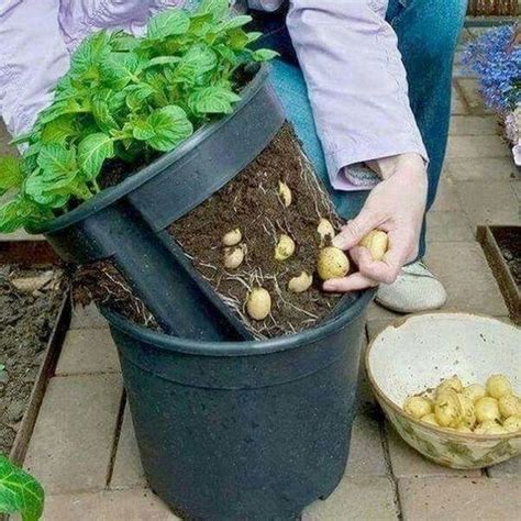 How To Grow Potatoes In Buckets In 4 Easy Steps The Garden
