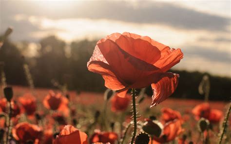 Download Wallpaper 2560x1600 Poppies Red Flowers Field Sunlight