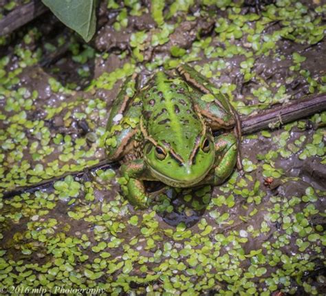 A Growling Grass Frog The Gap Year And Beyond