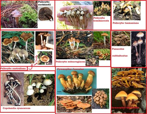 Nsw Magic Mushroom Hunting Id Chart Mushroom Hunting And