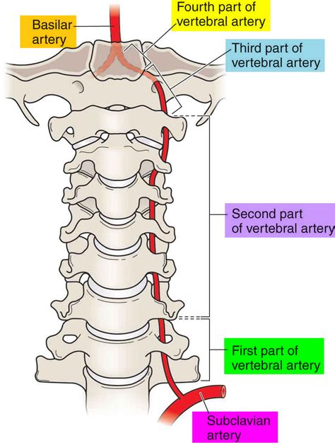Vertebral Arteries Vertebral Artery Medical Anatomy Human Body Anatomy Sexiz Pix