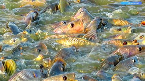 Monosex Tilapia Fish Growth During Pond Culture In India Tilapia Fish