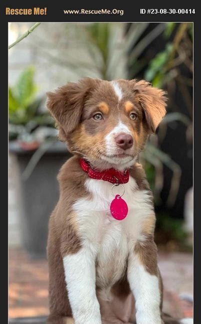 adopt 23083000414 ~ australian shepherd rescue ~ oklahoma city ok