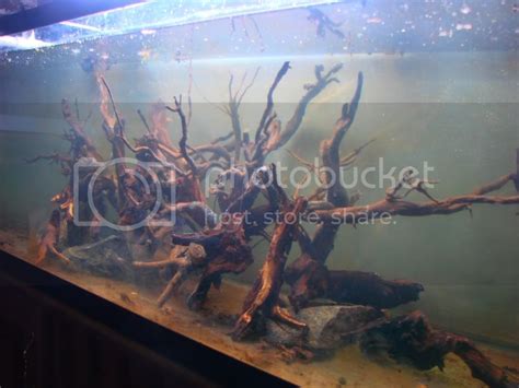 Branch Type Driftwood Aquascaping Aquatic Plant Central