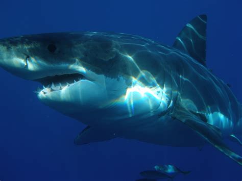 white, nature, animal teeth, animal body part, sea life, great, animals