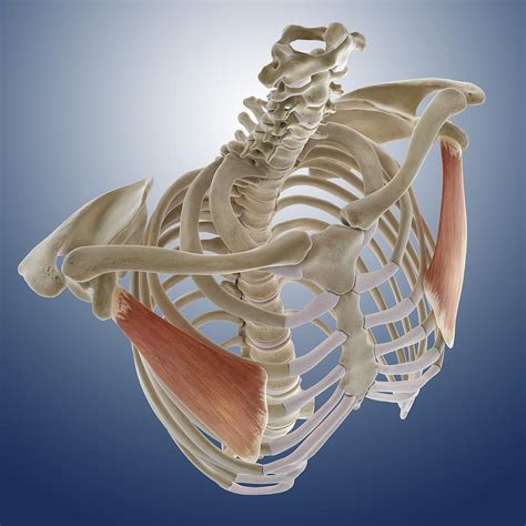 Chest Muscle Artwork Photograph By Science Photo Library