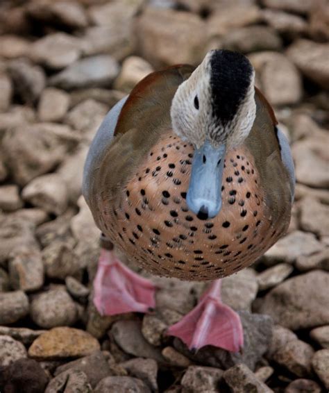 Ringed Teal Duck Nature Blogger Pet Birds Teal Duck Beautiful Birds