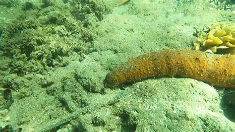 Furry Sea Cucumber Astrichopus Multifidus Cahuita National Park Youtube