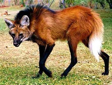 More than thirty subspecies of canis lupus have been recognized. I Spy Animals: Why the only REAL Wolves are Gray Wolves