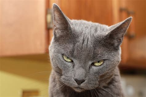 Florida Man Shoots Cat After It ‘Looked At Him Like It Owned The Place