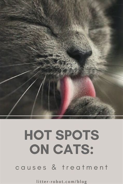 Hot Spots On Cats Causes And Treatment Hot Spot Cat Has Fleas