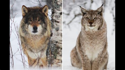 Eurasian Lynx Vs Grey Wolf Youtube