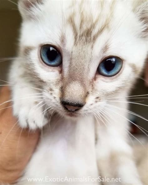 Phenomenal Snow Bengal Kitten For Sale