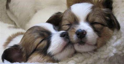 S Of Puppies Cuddling Cute Cozy Puppy S