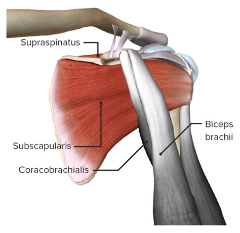 Subscapularis Anatomy