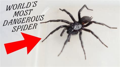 Worlds Most Dangerous Spider In My Kitchen Ann Reardon Youtube