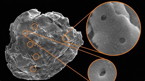 Scientists Find Evidence Of Vampirism In Fossils Of Single Celled Organisms