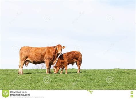 Brown Limousin Beef Cow And Her Grazing Calf On The Skyline Agai Stock Image Image Of Farm