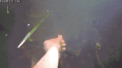 Fish Fishing Gif By Cheezburger Find Share On Giphy