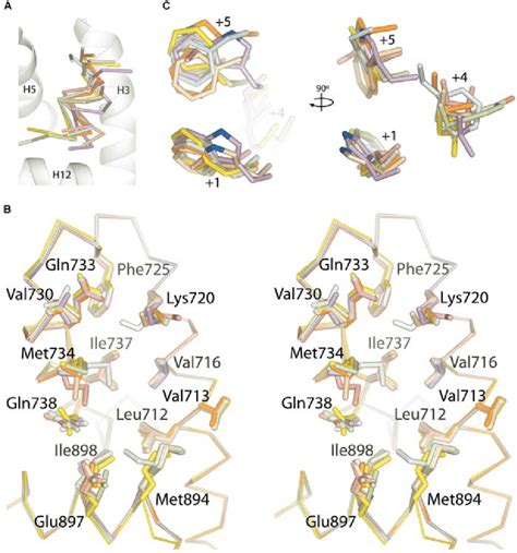 A Structural Profile Of The Ar Coactivator Binding Interface Ar Peptide