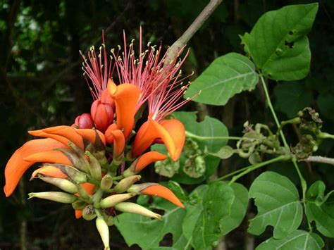 Erythrina Variegata Indian Coral Tree World Of Flowering Plants