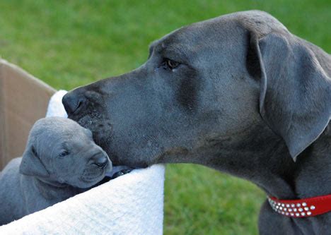 Great danes are a large breed and have specialty needs when it comes to exercise, especially great dane puppies as it is actually a rather fragile breed despite its imposing. Great Dane dog tired after giving birth to amazing litter ...