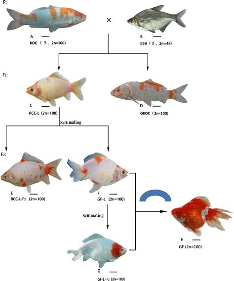 Male Vs Female Goldfish