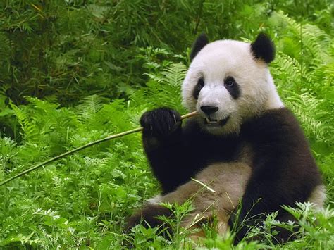 Gambar Mengenal Hewan Panda Binatang Gambar Di Rebanas Rebanas