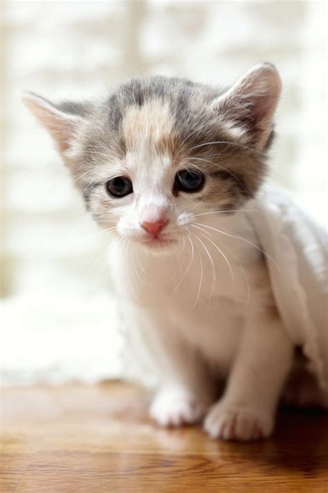 2037 Best Cute As A Kitten Images On Pinterest Kitty