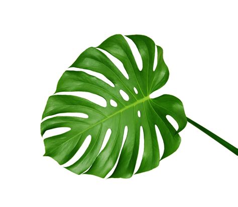 Download leafs images and photos. Library of monstera leaf transparent download png files ...