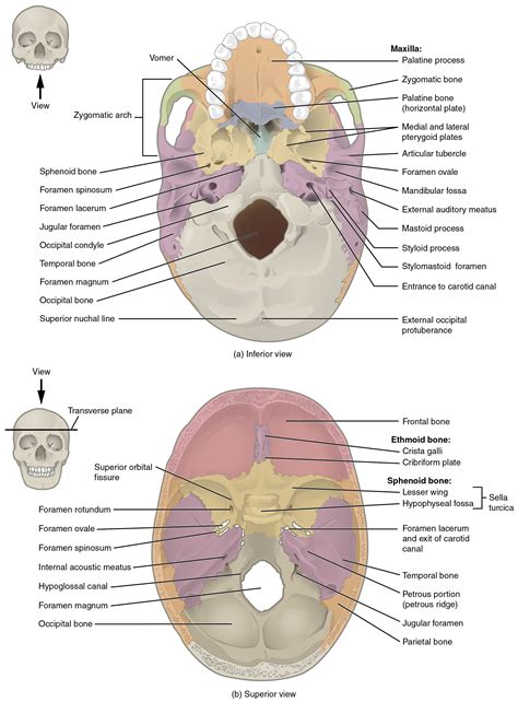 OpenStax AnatPhys Fig Superior Inferior View Of Skull Base English Labels AnatomyTOOL