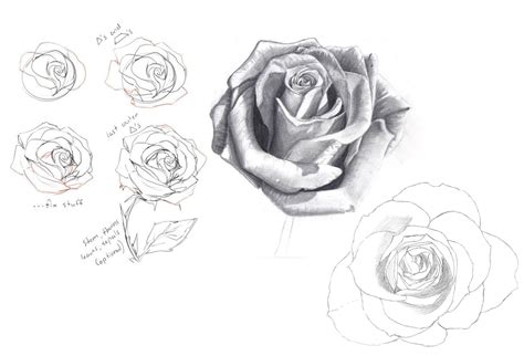 Rose Drawing Reference And Sketches For Artists