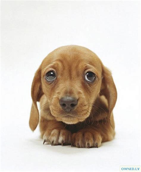 Cute Puppy Eyes Ownedlv