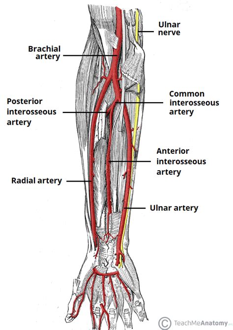 Arteries Diagram Arm Arteries And Veins Blood Vessel Diagram The