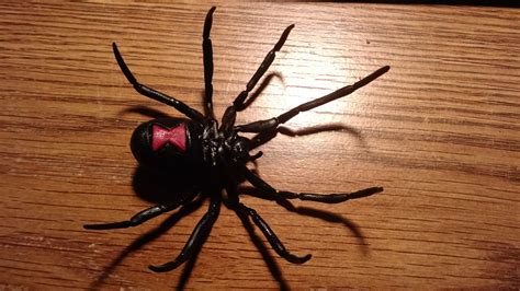 Right away, you may feel severe pain, burning. Black Widow Spider - InstaMorph