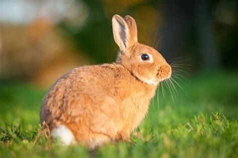 Conejos Características Tipos Y Consejos Roedores Domésticos