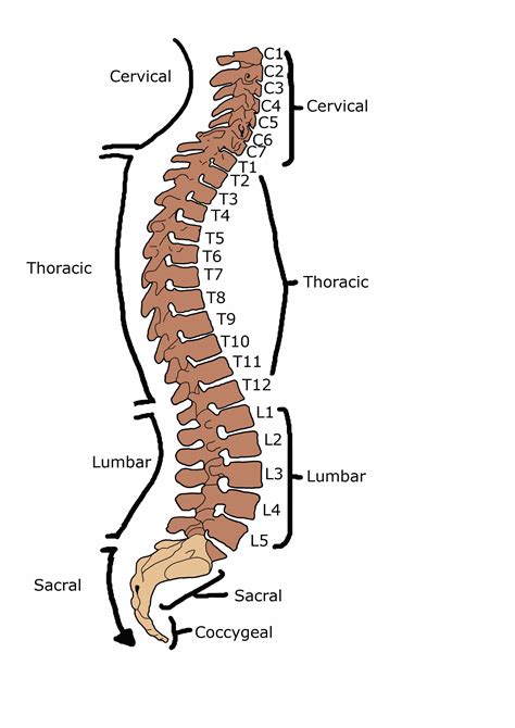 Anatomy Of The Vertebral Column