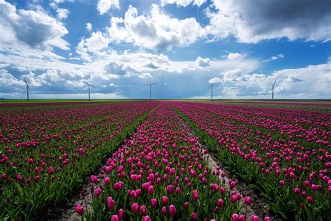 Photographer captures stunning tulip fields
