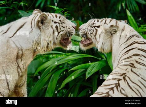 White Tiger Face Growling