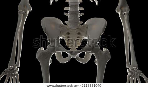 3d Rendered Illustration Skeletal Hip Stock Illustration 2116831040