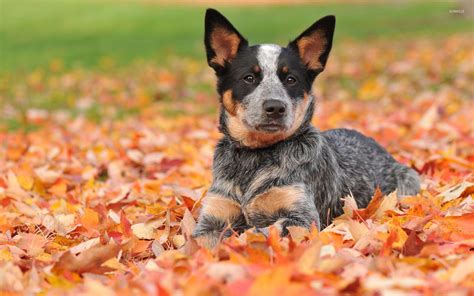 Cute Cattle Dog Wallpapers Top Free Cute Cattle Dog Backgrounds