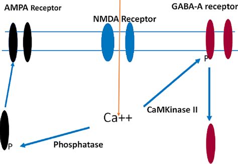 Activation Of Nmda Receptors Alters Trafficking Of Ampa Receptors And Download Scientific