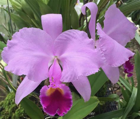 Orquídeas De Colombia Las Diez Más Bellas Del País Cattleya La Más